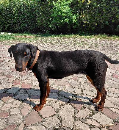 Jagdterrier 