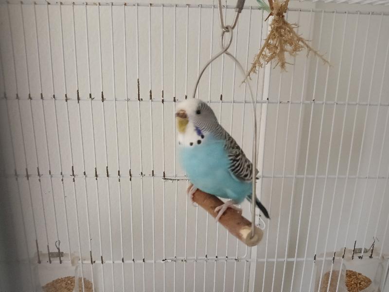 Coppia cocorite con gabbia e nido annesso