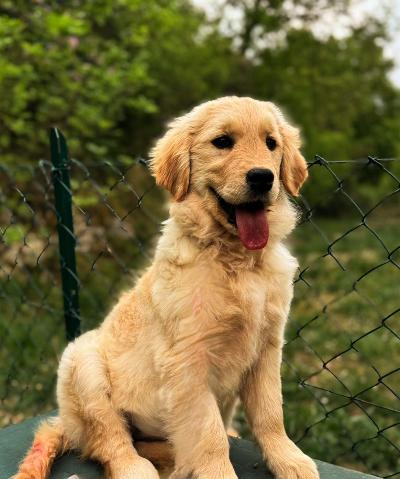 Golden retriever cuccioli 