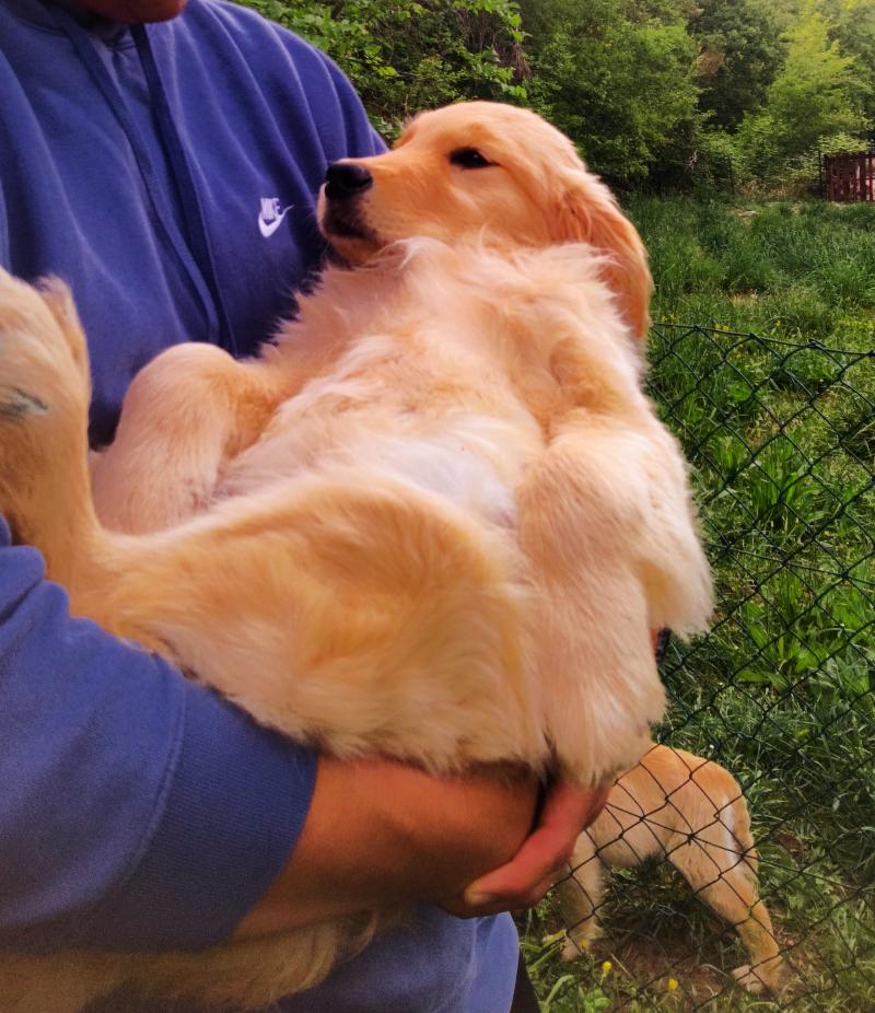 Golden retriever cuccioli 