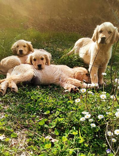 Golden retriever cuccioli 