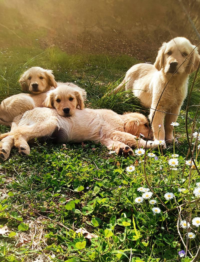Golden retriever cuccioli 