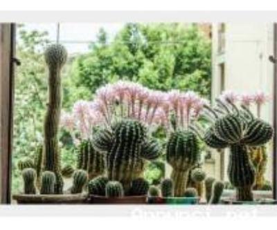 Cactus Equinopsis multi Fiori continui profumati