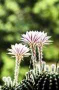 Cactus Equinopsis multi Fiorni continui profumati