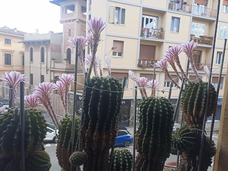 Cactus Equinopsis multi Fiorni continui profumati