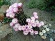 Cactus Equinopsis multi Fiorni continui profumati