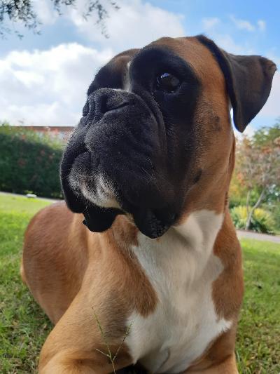 Boxer fulvo adulto con pedigree