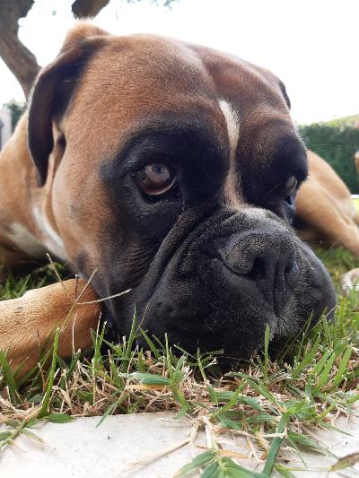 Boxer fulvo adulto con pedigree