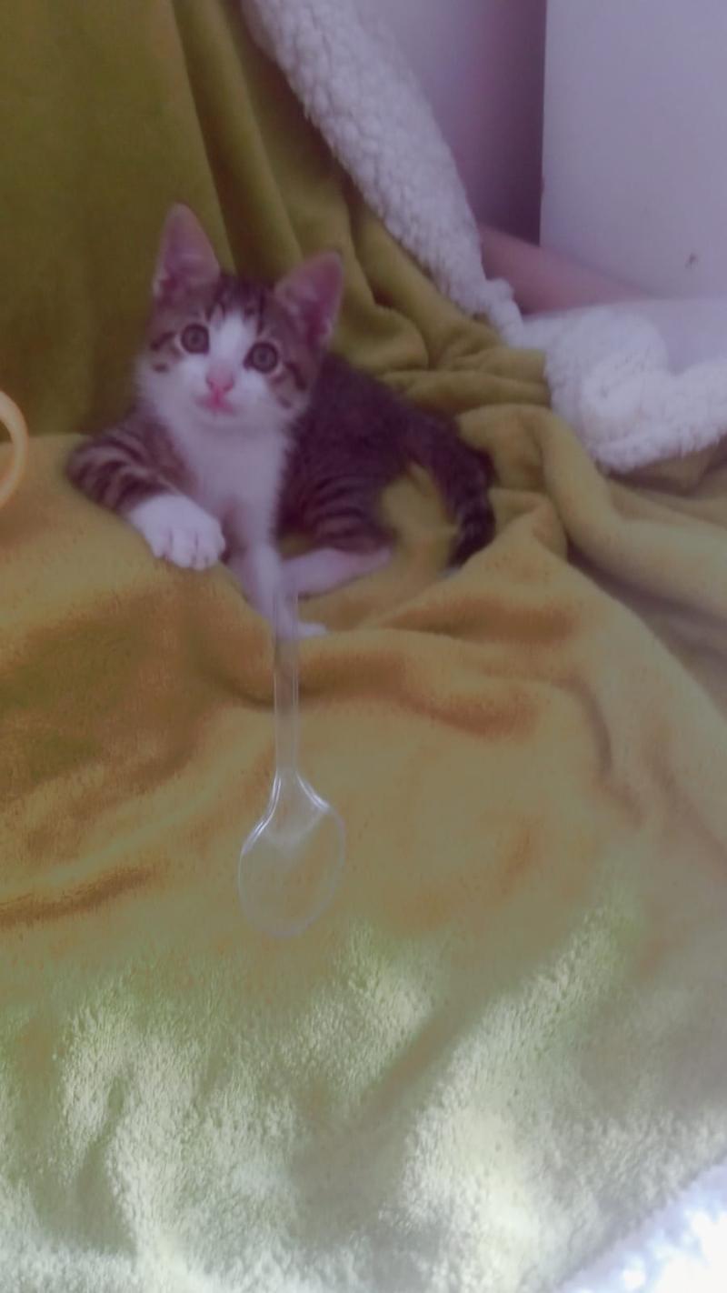 gatti