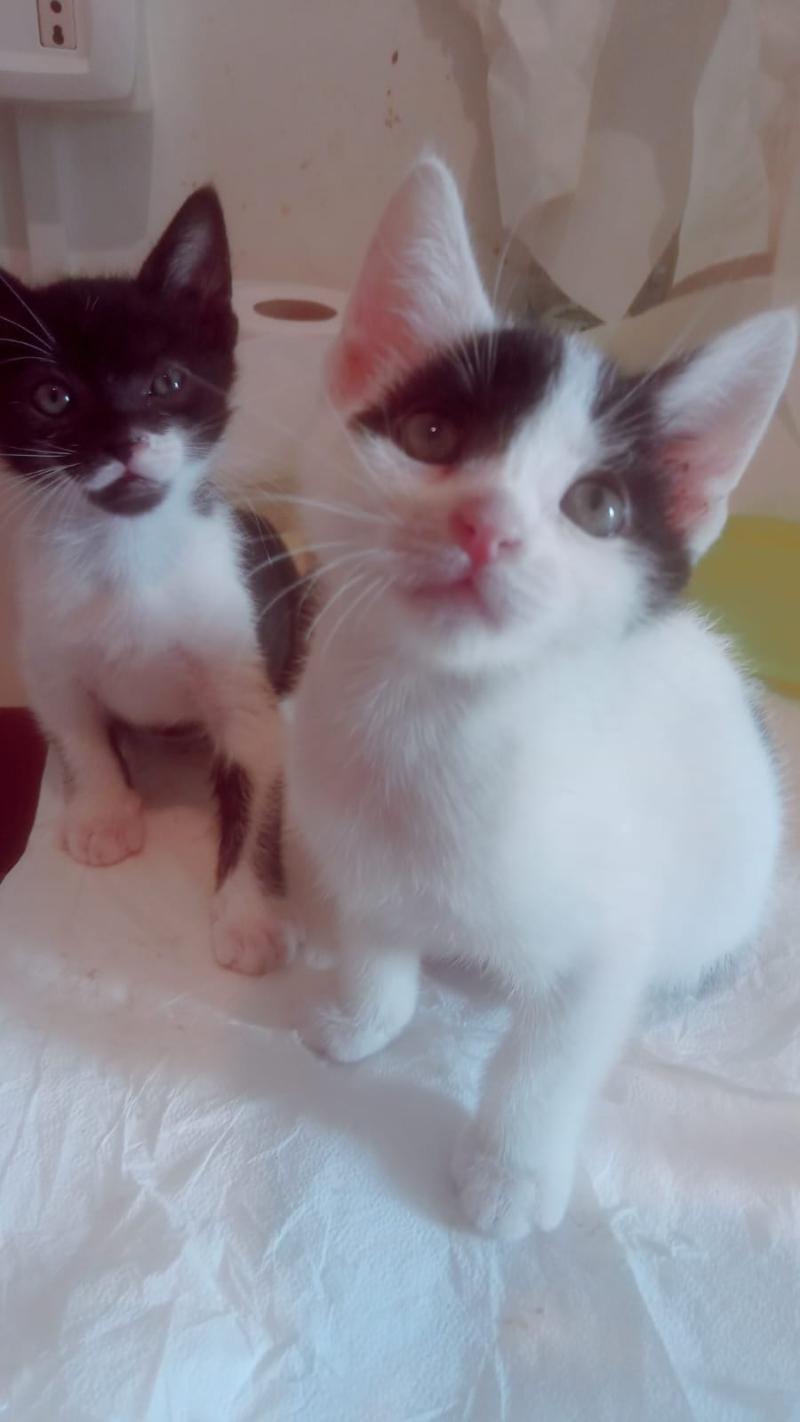 gatti
