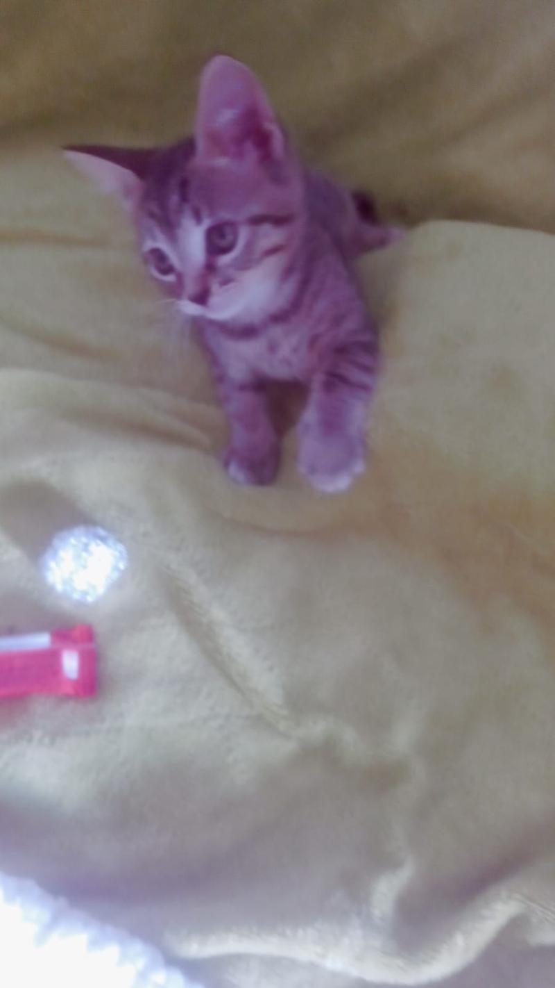 gatti