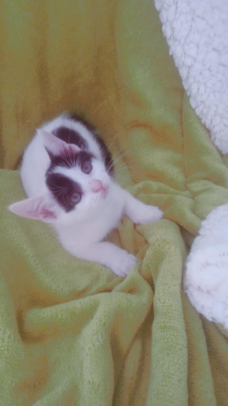 gatti