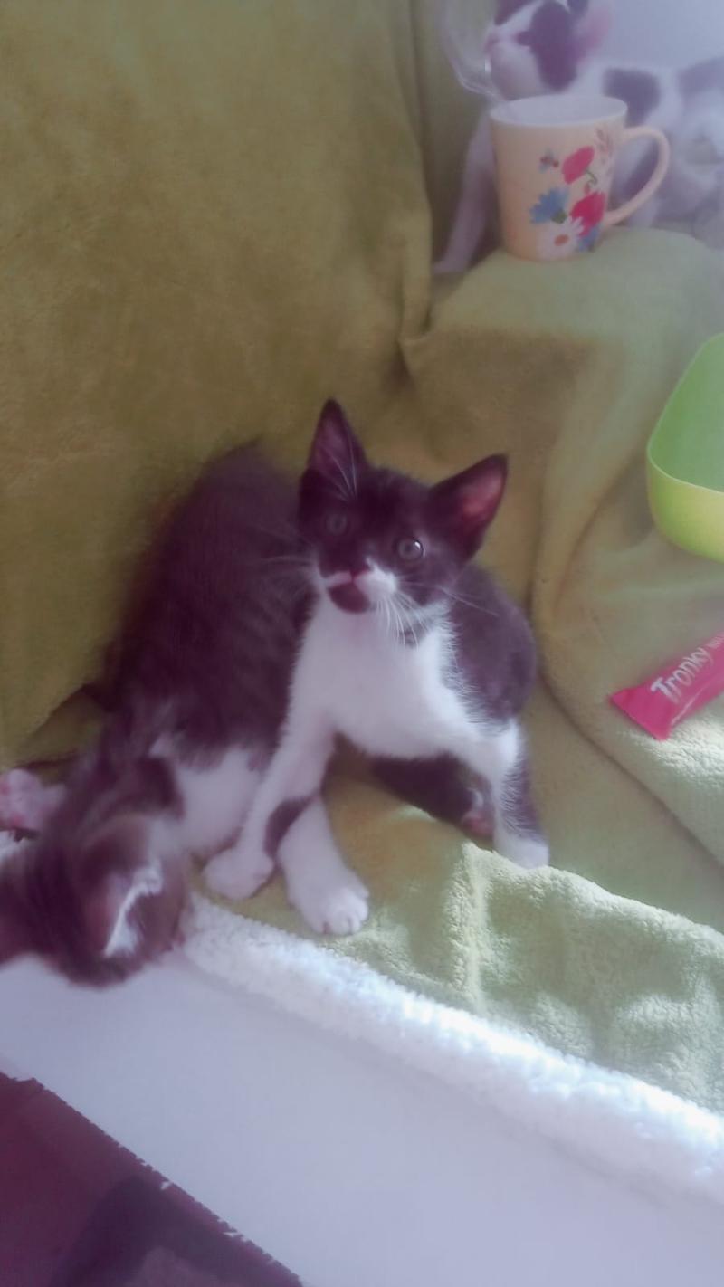 gatti