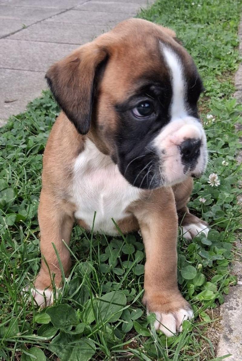 boxer cuccioli ottima qualità