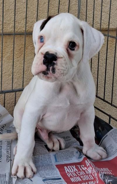 boxer cuccioli ottima qualità
