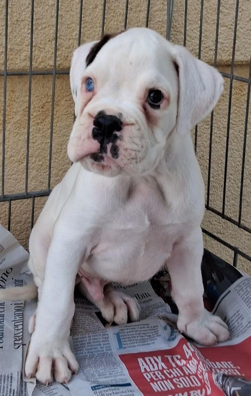 boxer cuccioli ottima qualità
