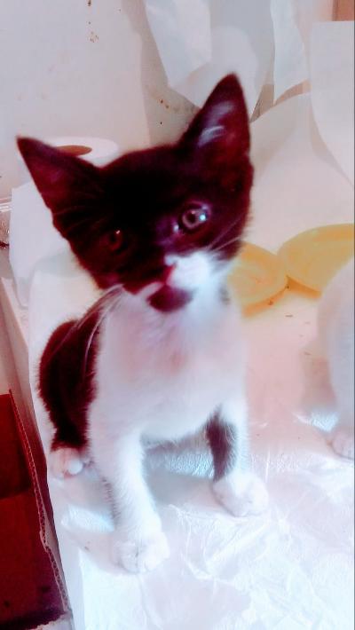 gatti