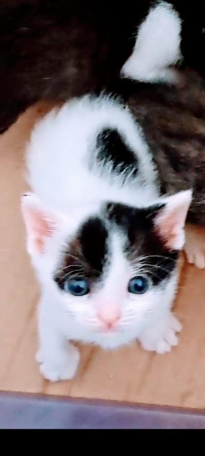 gatti