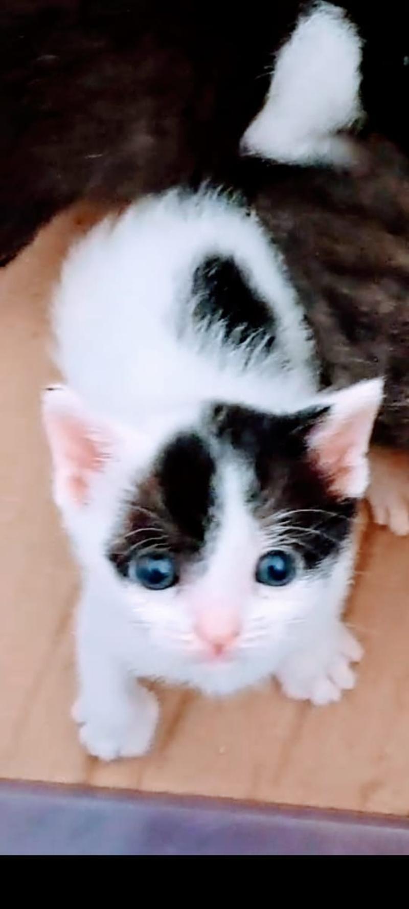 gatti