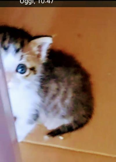 gatti