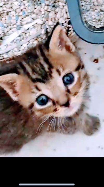 gatti