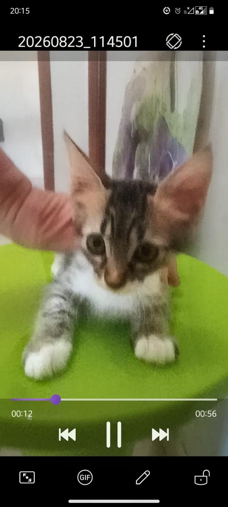 gatti