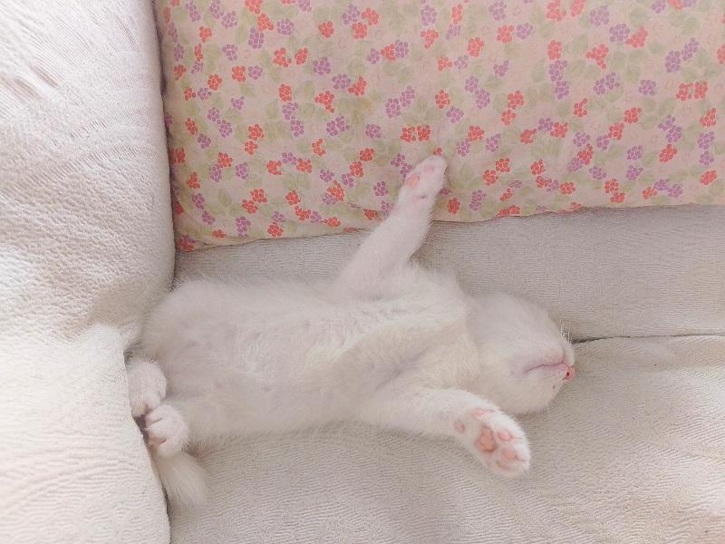 Regalo gattino bianco