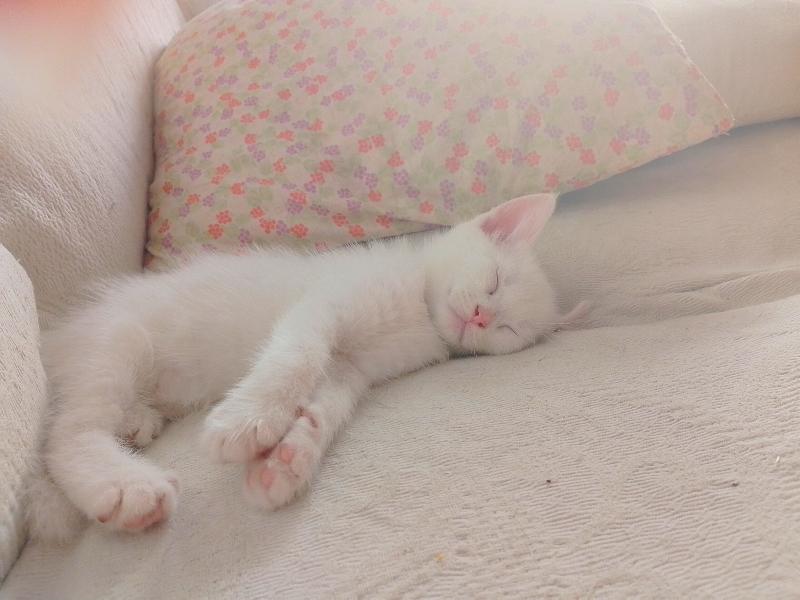 Regalo gattino bianco