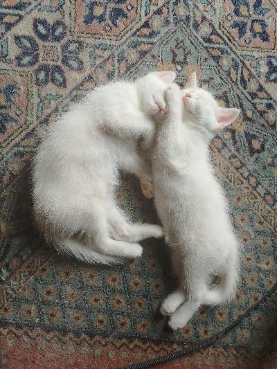 Regalo gattino bianco