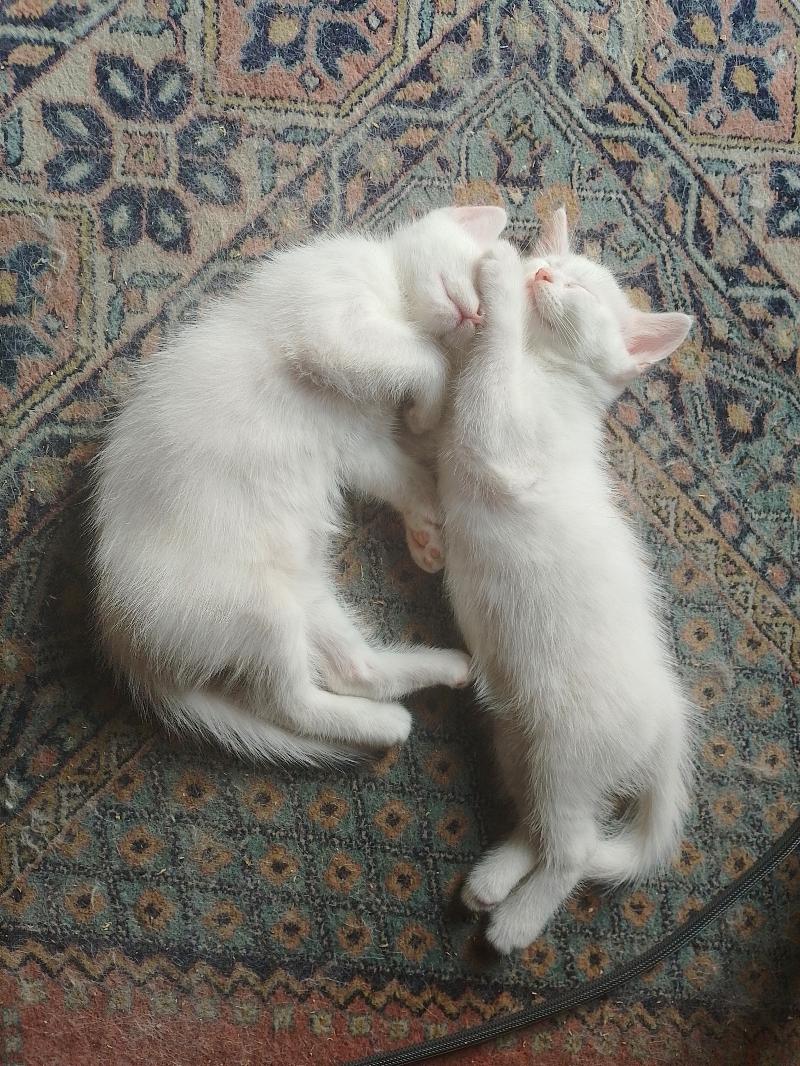 Regalo gattino bianco