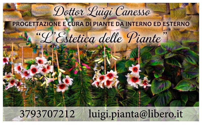 Piante da interno e da esterno